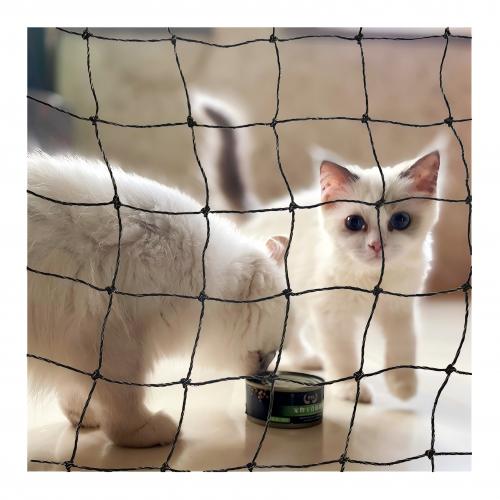 Cat Net