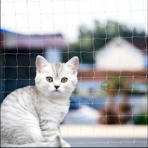 Cat Net